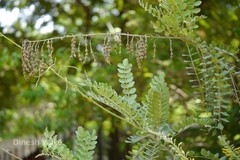 Sophora tomentosa